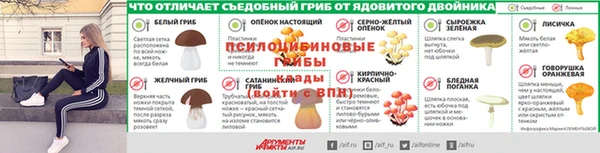 крисы Абаза